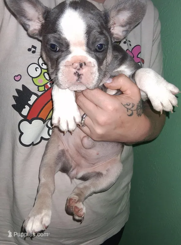 Stellar – French Bulldog puppy for sale in Dallas, TX