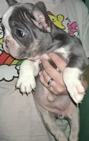 Stellar, a female French Bulldog for sale in Dallas, TX – Photo 4 of 10