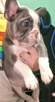 Stellar, a female French Bulldog for sale in Dallas, TX – Photo 9 of 10