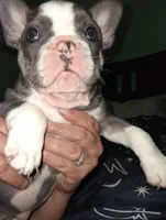 Stellar, a female French Bulldog for sale in Dallas, TX – Photo 7 of 10