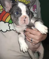 Stellar, a female French Bulldog for sale in Dallas, TX – Photo 2 of 10