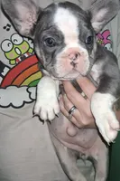 Stellar, a female French Bulldog for sale in Dallas, TX – Photo 3 of 10