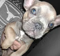 Rosie is, a female French Bulldog for sale in Dallas, TX – Photo 9 of 9