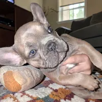Rosie is, a female French Bulldog for sale in Dallas, TX – Photo 7 of 9