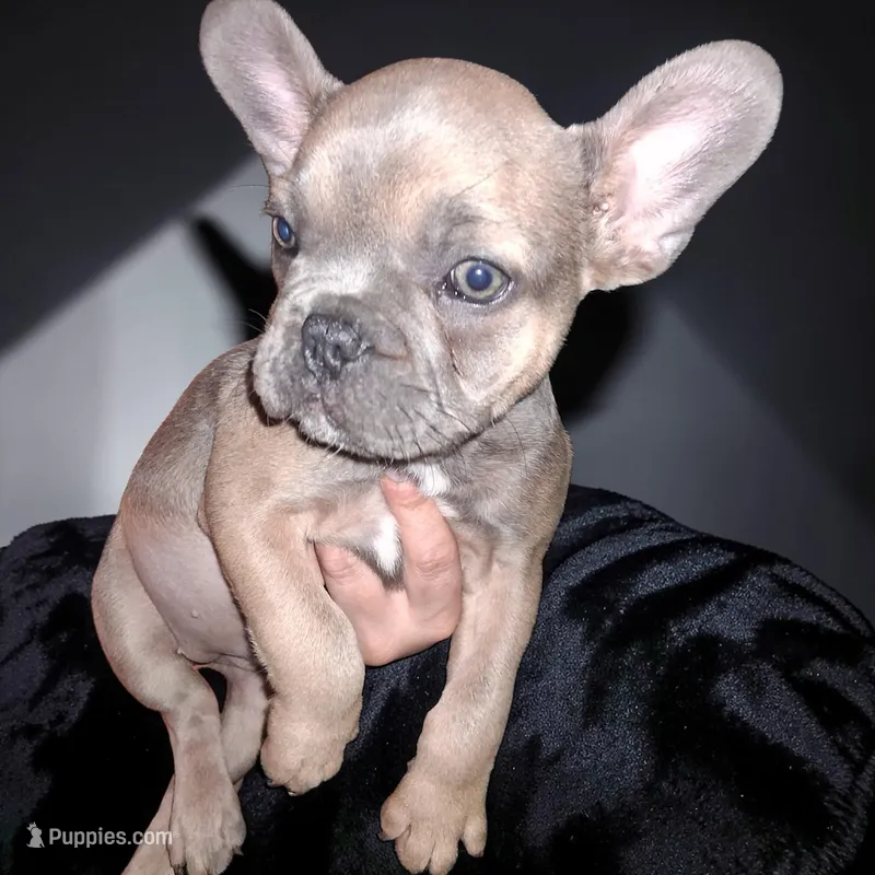 Rosie is – French Bulldog puppy for sale in Dallas, TX