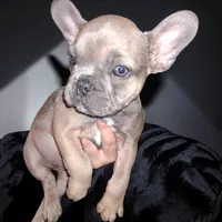 Rosie is, a female French Bulldog for sale in Dallas, TX – Photo 1 of 9