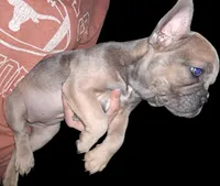 Rosie is, a female French Bulldog for sale in Dallas, TX – Photo 5 of 9