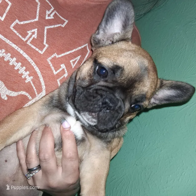AnnaBella – French Bulldog puppy for sale in Dallas, TX