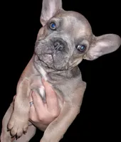 Rosie is, a female French Bulldog for sale in Dallas, TX – Photo 4 of 9
