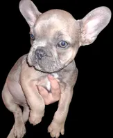 Rosie is, a female French Bulldog for sale in Dallas, TX – Photo 8 of 9