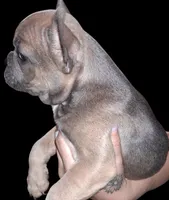 Rosie is, a female French Bulldog for sale in Dallas, TX – Photo 6 of 9