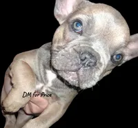 Rosie is, a female French Bulldog for sale in Dallas, TX – Photo 3 of 9
