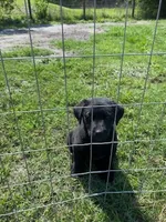Sadie, a female German Shepherd Dog and Labrador Retriever for sale in Ormond Beach, FL – 2 of 2