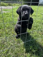 Marco, a male German Shepherd Dog and Labrador Retriever for sale in Ormond Beach, FL – 3 of 4