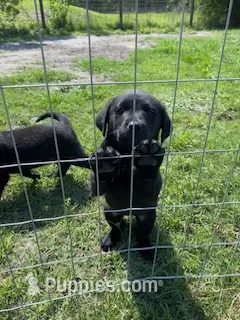 Sadie – German Shepherd Dog, Labrador Retriever puppy for sale in Ormond Beach, FL