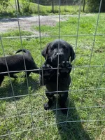 Sadie, a female German Shepherd Dog and Labrador Retriever for sale in Ormond Beach, FL – 1 of 2