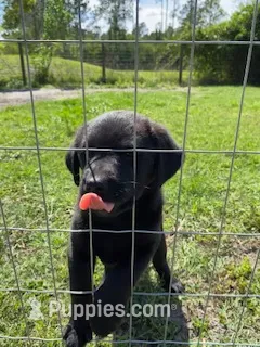 Marco – German Shepherd Dog, Labrador Retriever puppy for sale in Ormond Beach, FL