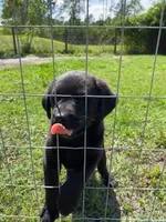 Marco, a male German Shepherd Dog and Labrador Retriever for sale in Ormond Beach, FL – 1 of 4