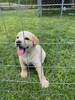 Lottie, a female German Shepherd Dog and Labrador Retriever for sale in Ormond Beach, FL – Photo 1 of 3