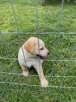 Lottie, a female German Shepherd Dog and Labrador Retriever for sale in Ormond Beach, FL – Photo 2 of 3