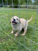 Lottie, a female German Shepherd Dog and Labrador Retriever for sale in Ormond Beach, FL – Photo 3 of 3