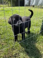 Marco, a male German Shepherd Dog and Labrador Retriever for sale in Ormond Beach, FL – 2 of 4
