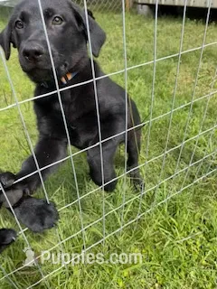 Lucy – German Shepherd Dog, Labrador Retriever puppy for sale in Ormond Beach, FL