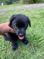 Rosebud, a female German Shepherd Dog and Labrador Retriever for sale in Ormond Beach, FL – Photo 2 of 2