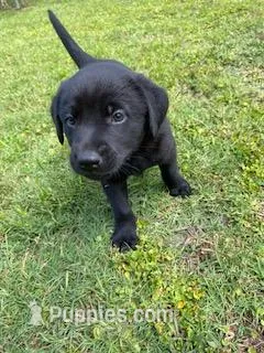Rosebud – German Shepherd Dog, Labrador Retriever puppy for sale in Ormond Beach, FL
