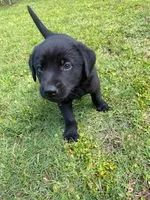 Rosebud, a female German Shepherd Dog and Labrador Retriever for sale in Ormond Beach, FL – Photo 1 of 2