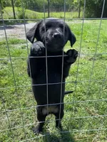 Marco, a male German Shepherd Dog and Labrador Retriever for sale in Ormond Beach, FL – 4 of 4