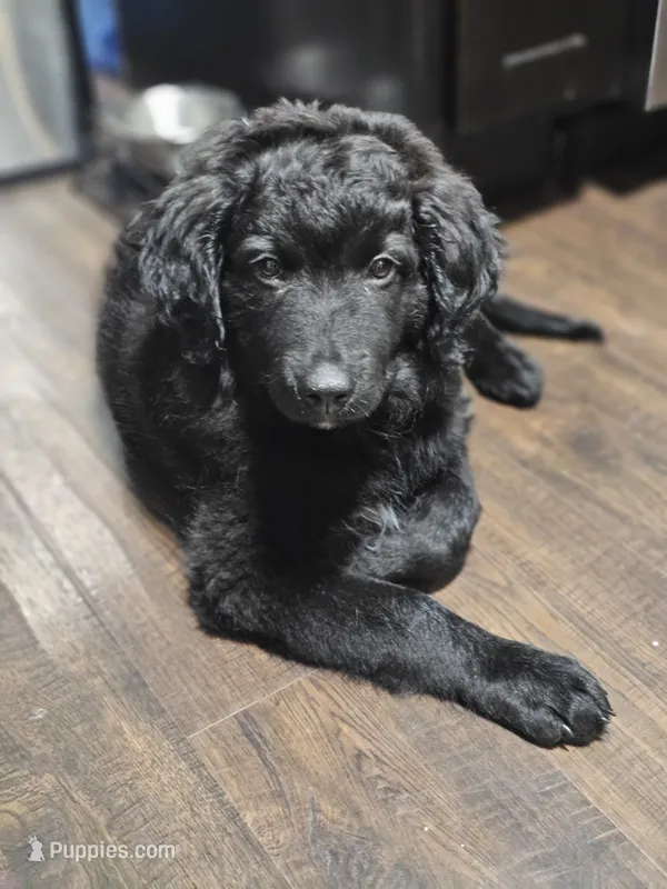 Gus – Aussiedoodle puppy for sale in Minneapolis, MN