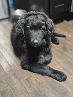 Gus, a male Aussiedoodle for sale in Minneapolis, MN – 1 of 1