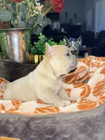 Peanut, a male French Bulldog for sale in Peoria, AZ – 7 of 8