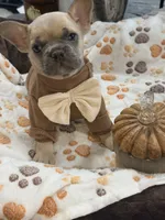 Pumpkin 🎃🐾, a male French Bulldog for sale in Peoria, AZ – 6 of 10