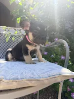 Willow, a female French Bulldog for sale in Peoria, AZ – 4 of 7