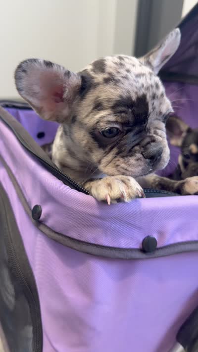 Chai, a male French Bulldog for sale in Peoria, AZ – 5 of 5