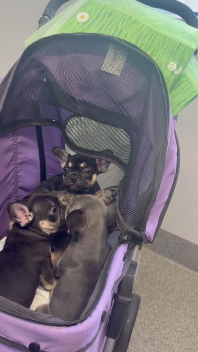 Willow, a female French Bulldog for sale in Peoria, AZ – 6 of 7
