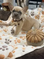 Pumpkin 🎃🐾, a male French Bulldog for sale in Peoria, AZ – 4 of 10