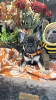 Angus, a male French Bulldog for sale in Peoria, AZ – 3 of 9