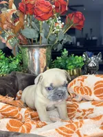 Pumkin, a male French Bulldog for sale in Peoria, AZ – 2 of 6