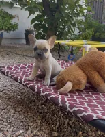 Pumpkin 🎃🐾, a male French Bulldog for sale in Peoria, AZ – 8 of 10