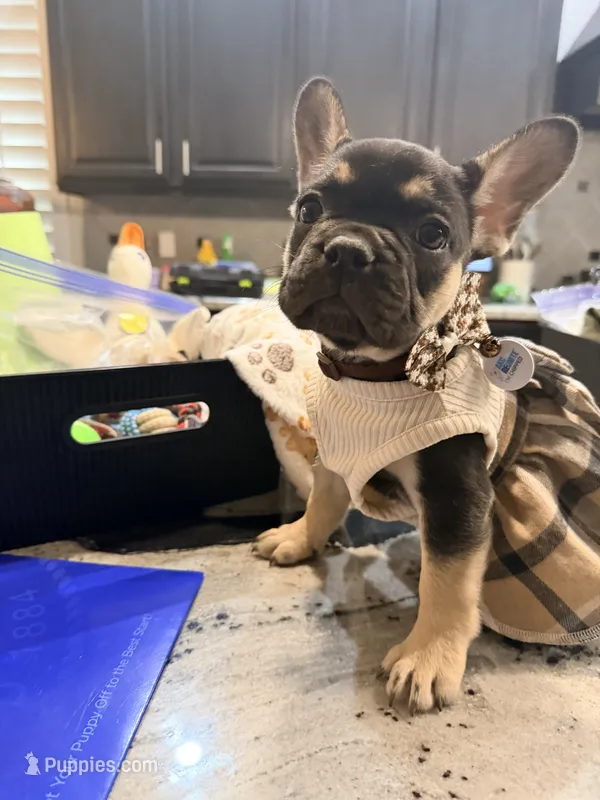 Willow – French Bulldog puppy for sale in Peoria, AZ