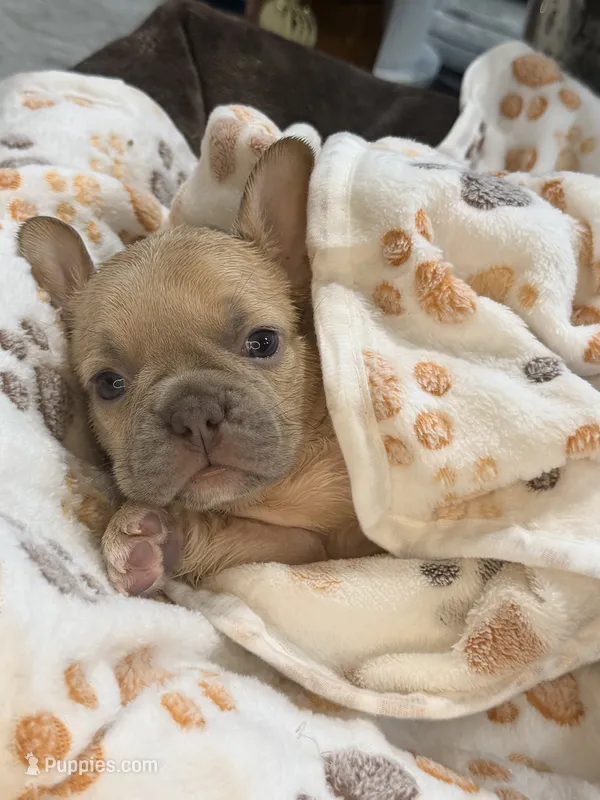 Peanut – French Bulldog puppy for sale in Peoria, AZ