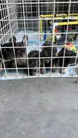 Angus, a male French Bulldog for sale in Peoria, AZ – 2 of 9