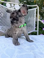 Chai, a male French Bulldog for sale in Peoria, AZ – 2 of 5
