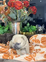 Pumkin, a male French Bulldog for sale in Peoria, AZ – 5 of 6