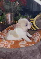 Ember, a male French Bulldog for sale in Peoria, AZ – 1 of 6