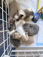 Pumkin, a male French Bulldog for sale in Peoria, AZ – 6 of 6