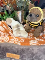 Ember, a male French Bulldog for sale in Peoria, AZ – 4 of 6